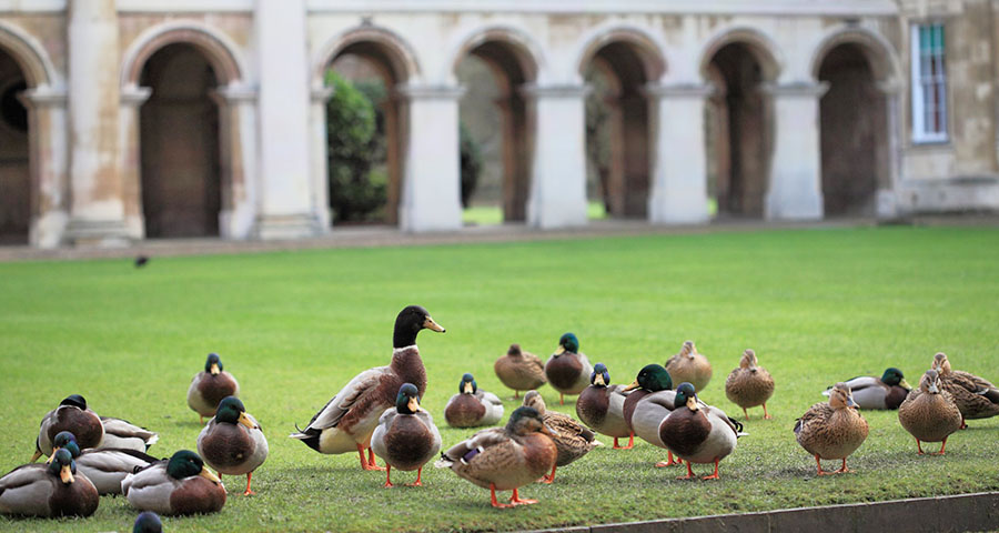 University of Cambridge - Academic Advisor